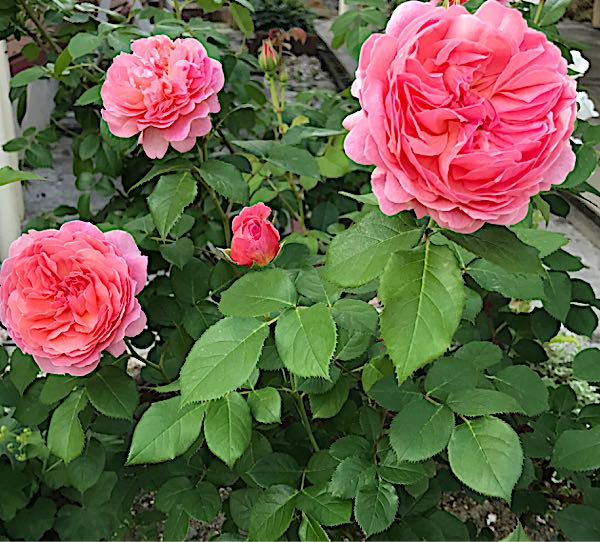 rblog-20170601210710-03.jpg