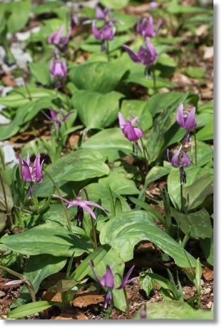 樹木公園-15 カタクリ-2 14.4.2