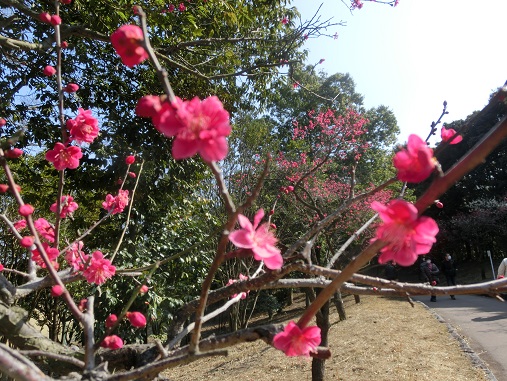 南公園の梅