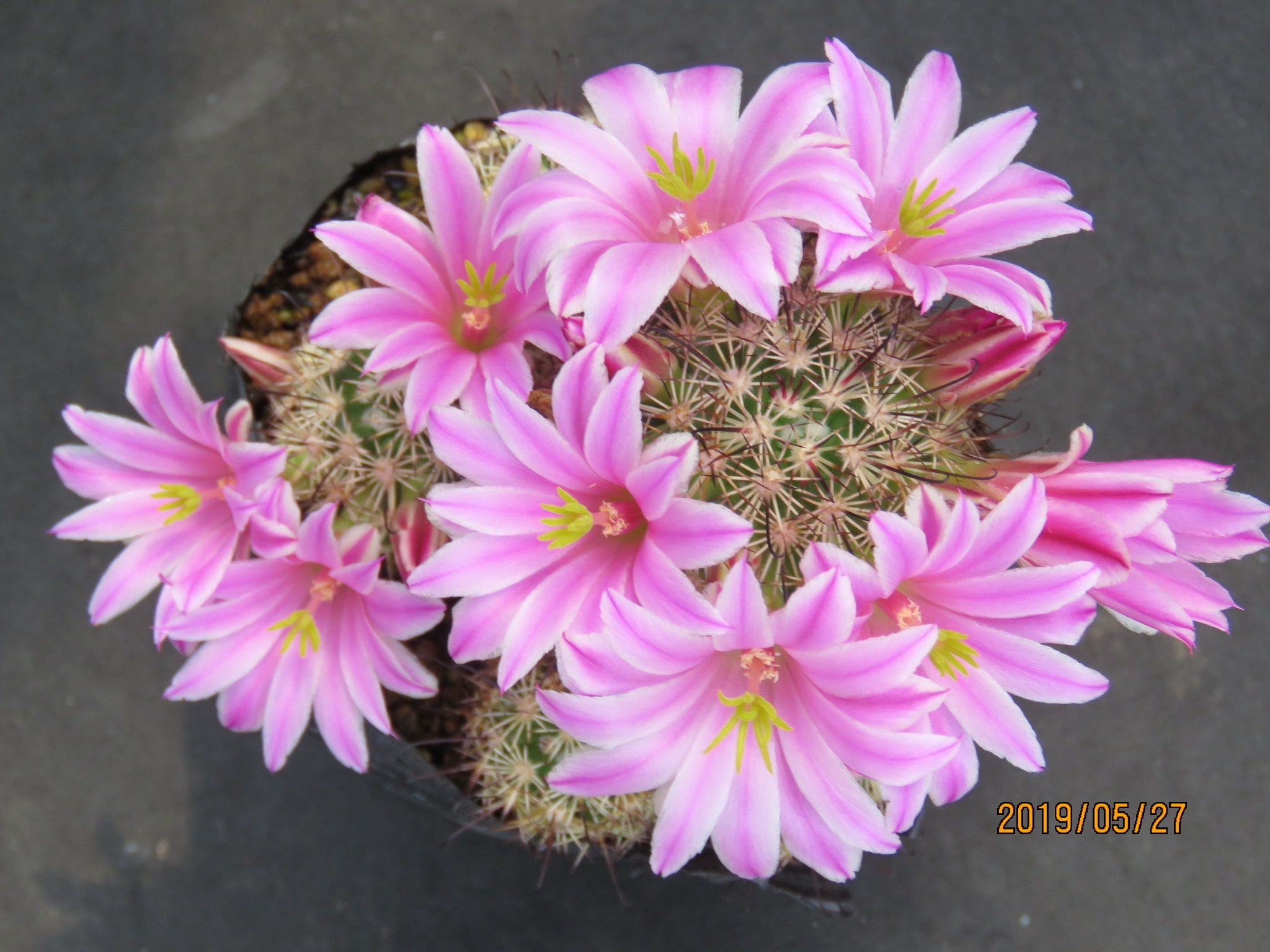 サボテンの花がたくさん咲いた | びびるタニサボ達 - 楽天ブログ