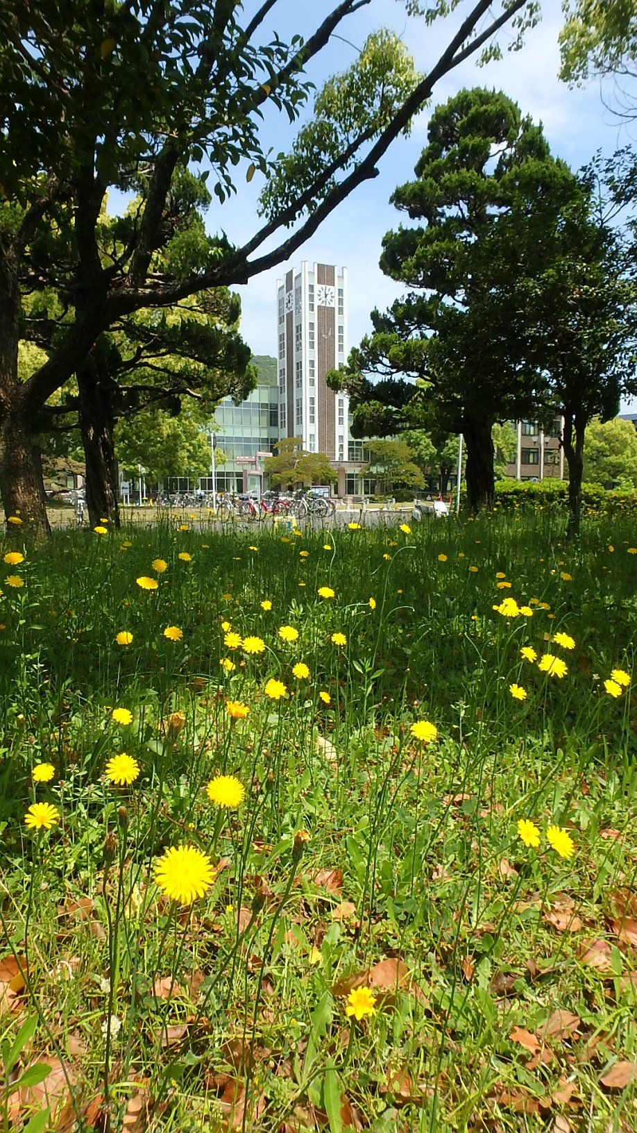 黄色い花と赤い花 ブタナ マンテマ赤花 ヒルザキツキミソウ ハギ 楽天版じぶん更新日記 楽天ブログ