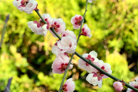 梅の花-1