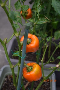 DSC_0010.JPG