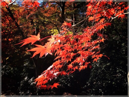 三渓園の紅葉