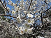 IMG_4985_R.JPG
