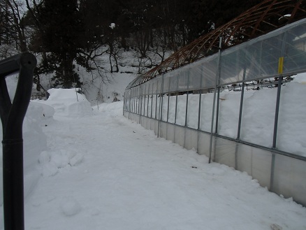 20130202ハウスの雪.jpg