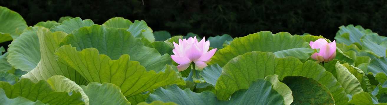 花景色 清多夢くらぶ 楽天ブログ