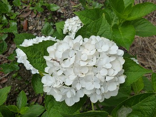 P1060996ss.jpg