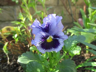 IMG_2658ss.jpg