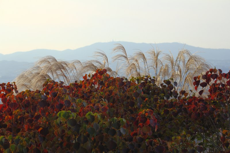 若草山_3.jpg