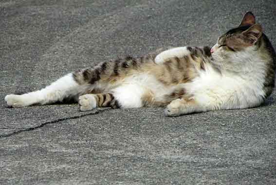 我が家のニャンコ♪2016/2/28-2