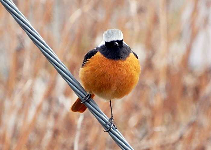 ジョウビタキ12