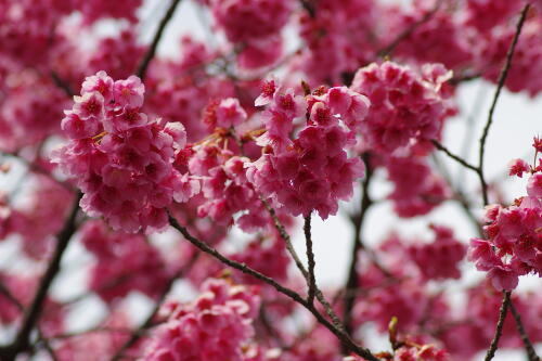 荏原神社の寒緋桜