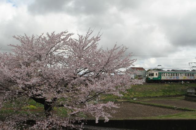 上信電鉄 桜の ハイライト