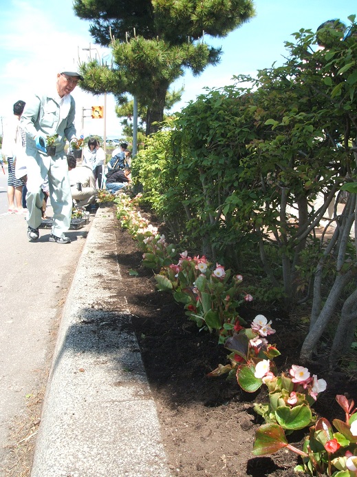 植えられた花々