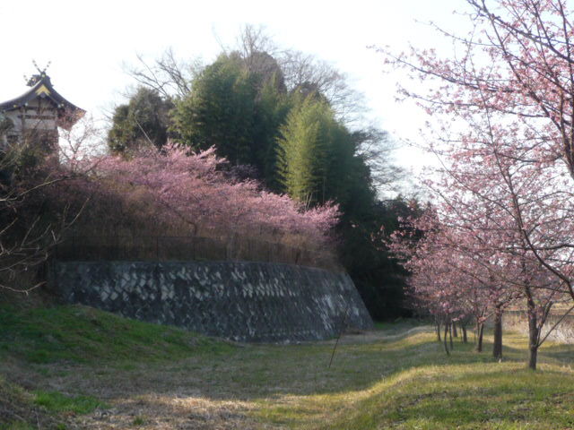 547 河津桜