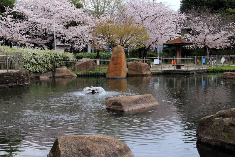Ｋ公園桜_002.jpg