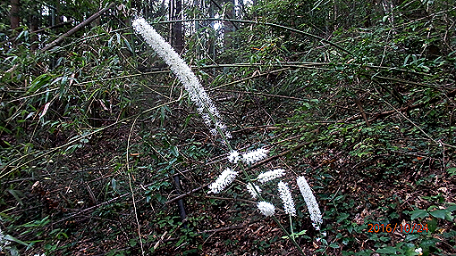 PA244875-2.jpg
