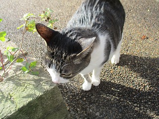 IMG_6061ss.jpg