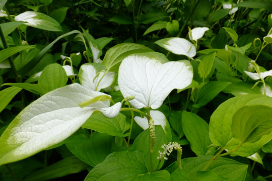 DSCF5882.jpg