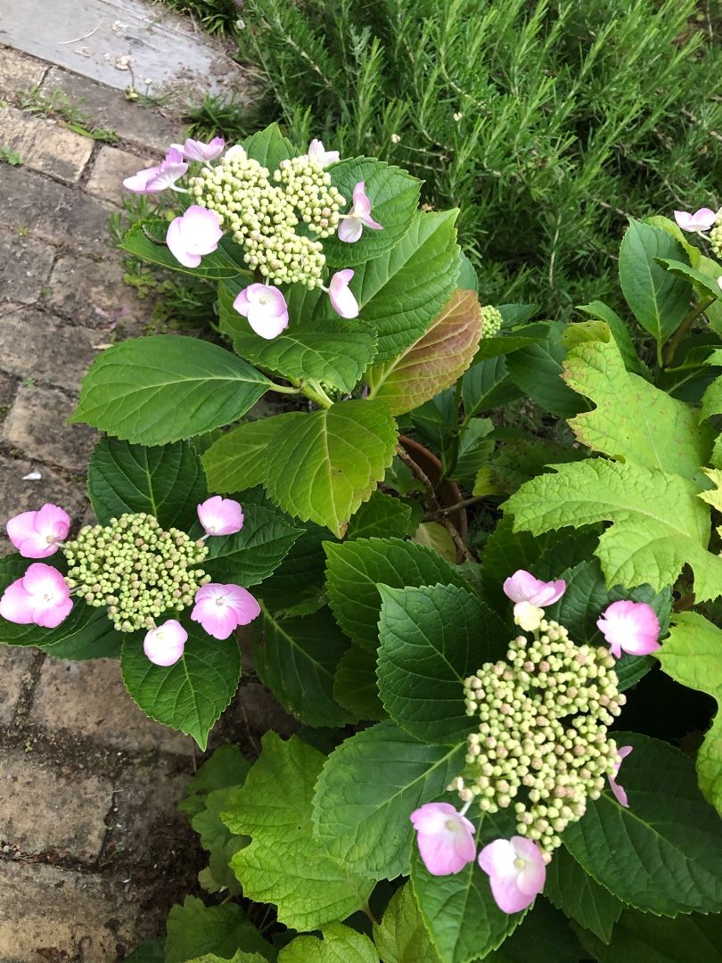 6月の庭 まるでバラですが 実は てしごと 庭しごと 楽天ブログ