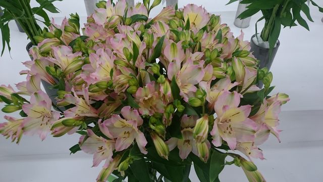 2016-02-14 10.55.27.jpg