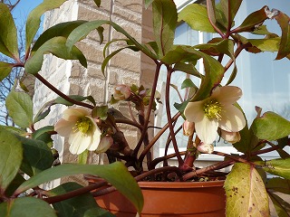 P1020115ss.jpg