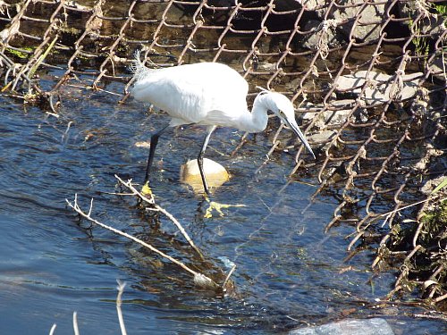 3-31 kosagi-35-b.jpg