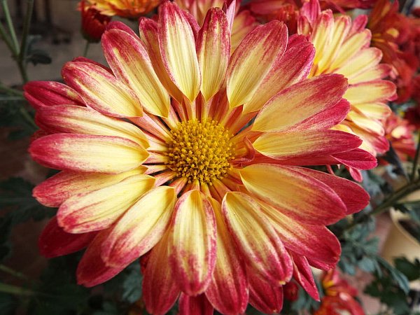 11-12 fuusyagiku-2-b.jpg