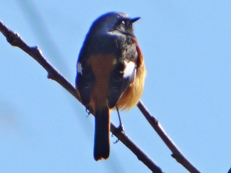 DSC00498 (800x600).jpg