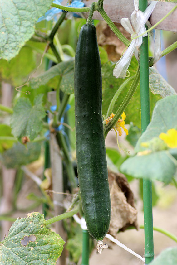 我が家の野菜畑-04♪