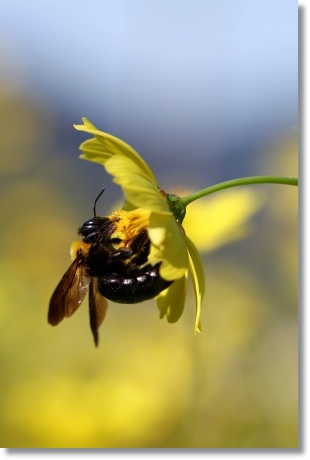 キバナコスモス-6 13.9.18