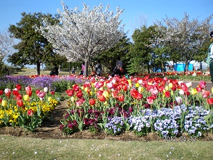 チューリップ４