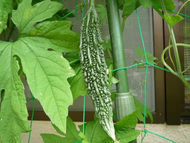 ゴーヤがやっと収穫出来る大きさに生長して来ました 茉優 翔 家庭菜園ブログ 楽天ブログ