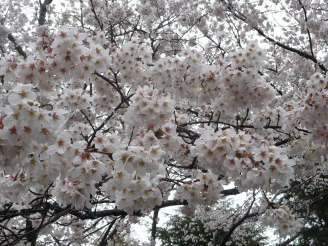 472 桜