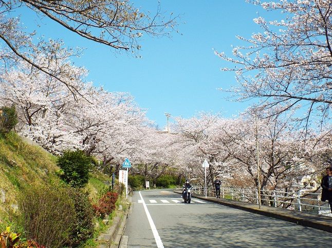 立山公園の桜 友の孫俳句 ミス ポター第8章７ 老いてこそ勉強 楽天ブログ