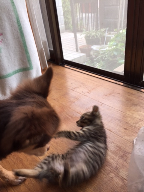 なな１.jpg