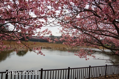 三浦海岸の河津桜