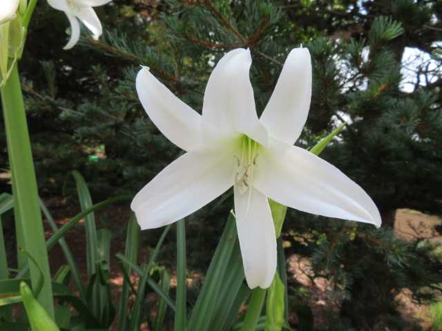 ダチュラ 印度浜木綿 インドハマユウ ユリ 3種類 写真あり 私の好きな花 楽天ブログ