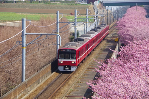 三浦海岸の河津桜