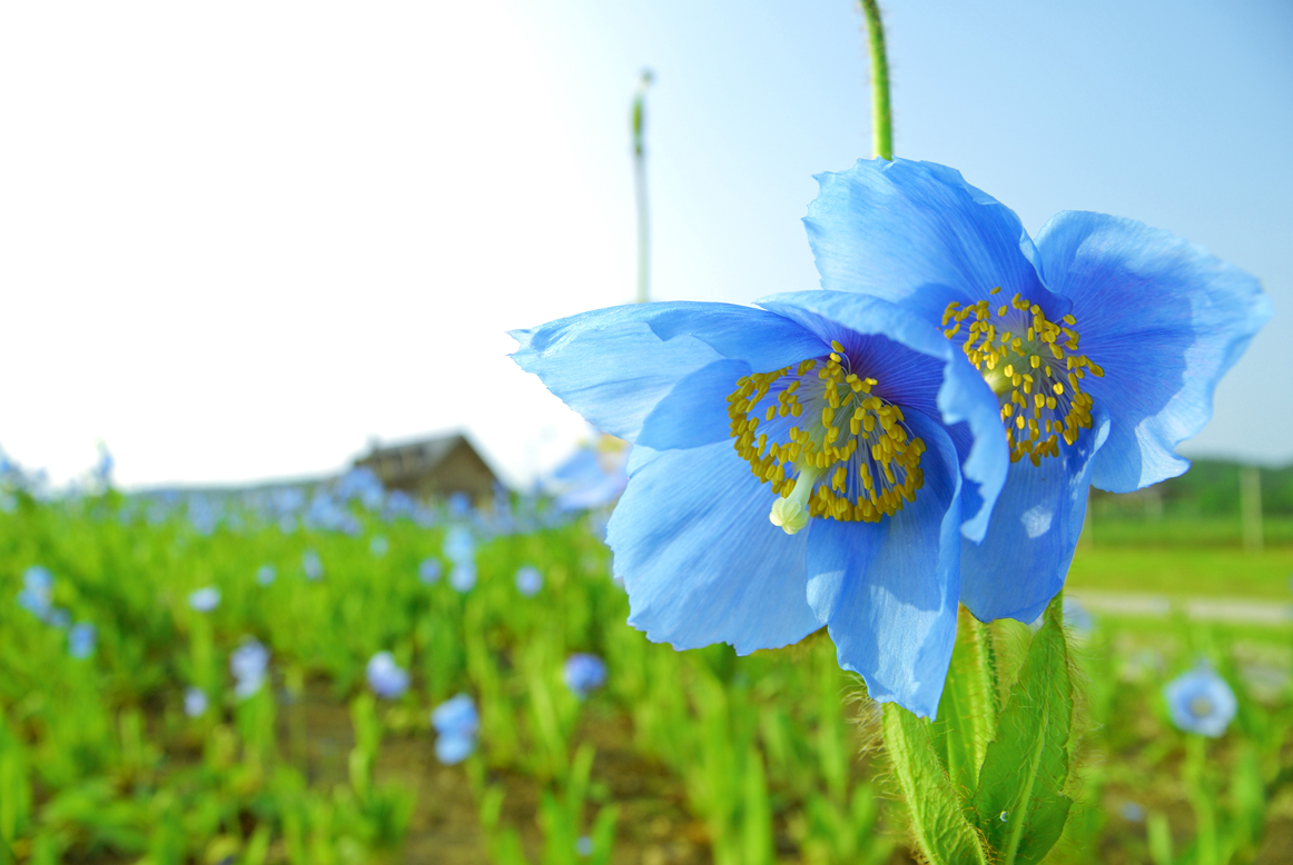 ブルーポピー