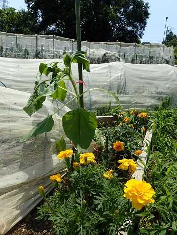 ショウガ発芽確認 ヒマワリ支柱 葉山農園 6月上旬 暇人主婦の家庭菜園 楽天ブログ