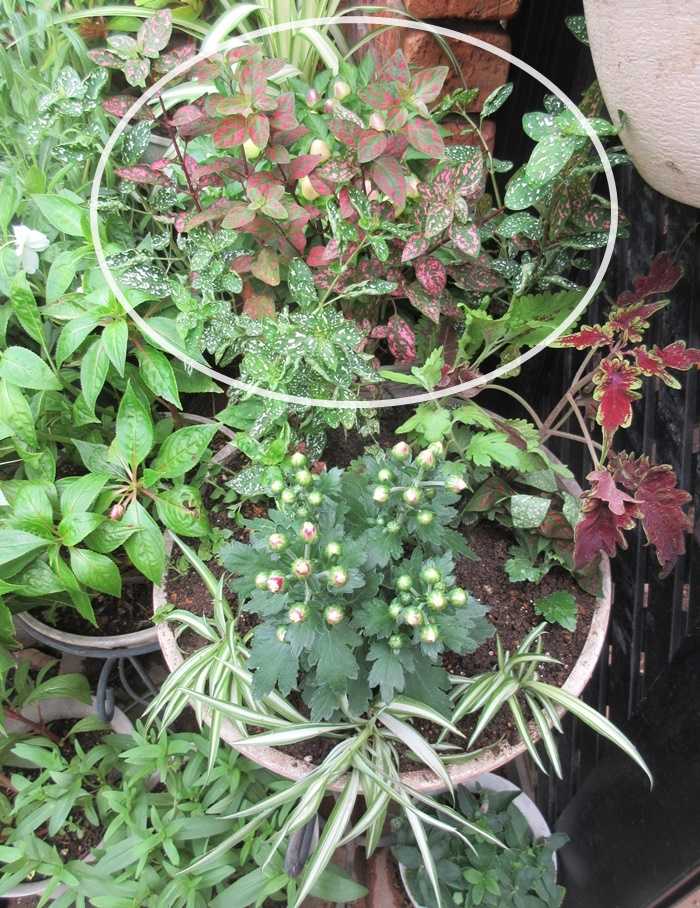 狭い庭を花いっぱい 花壇の入れ替え ストックの種まきの楽しさ 狭い庭を花いっぱいにする育て方 楽天ブログ 狭い庭を花いっぱい 花壇の入れ替え ストックの種まきの楽しさ 狭い庭を花いっぱいにする育て方 楽天ブログ