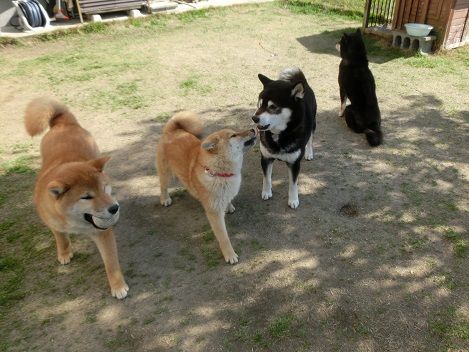 ライトと行く公園散歩 トラとの再会 柴楽日記 楽天ブログ