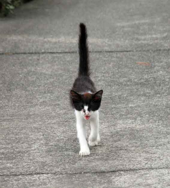 我が家のニャンコ♪2014/03/25-2