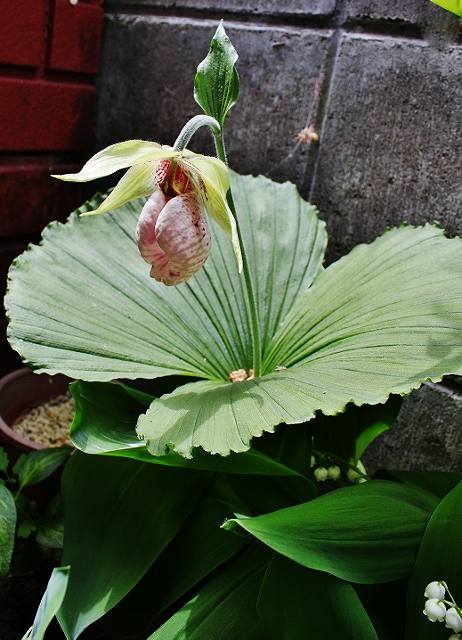 IMG_9549 (462x640).jpg