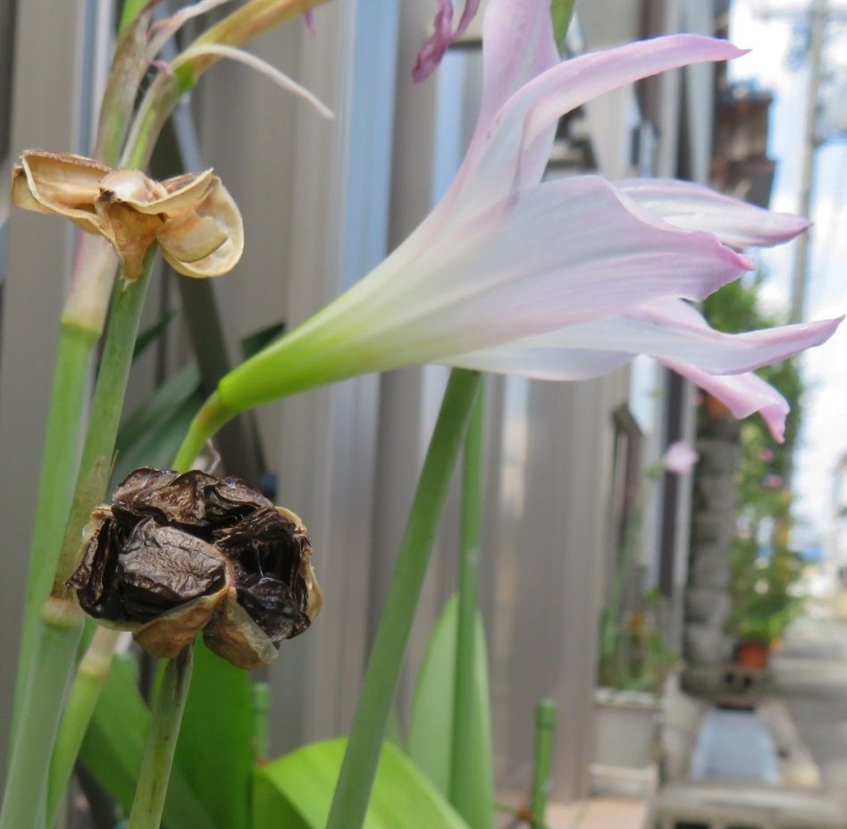 ５か月ぶりのデイへ 花はハブランサス だい のひとりごと 楽天ブログ
