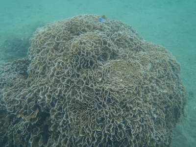 沖縄磯採集2012年8月下旬4　サンゴ