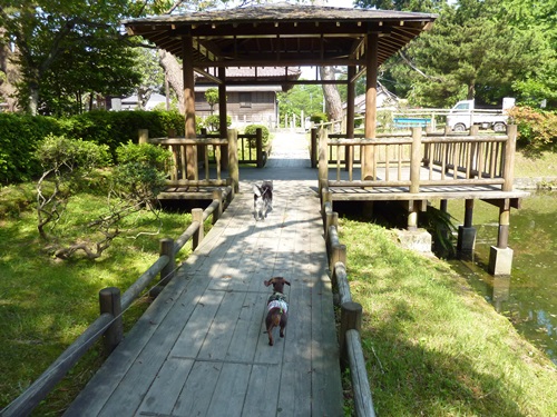 鶴岡公園散策