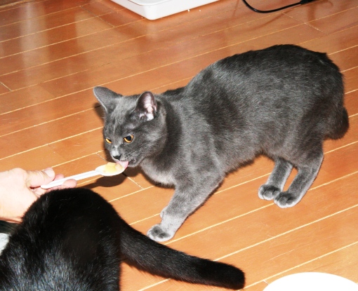 20150208ﾄｺ02.jpg